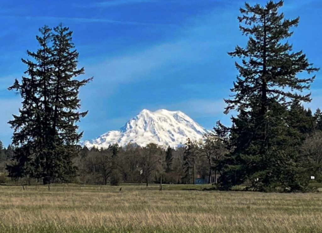 Snow-capped mountain peak framed by two tall pine trees in a grassy field.